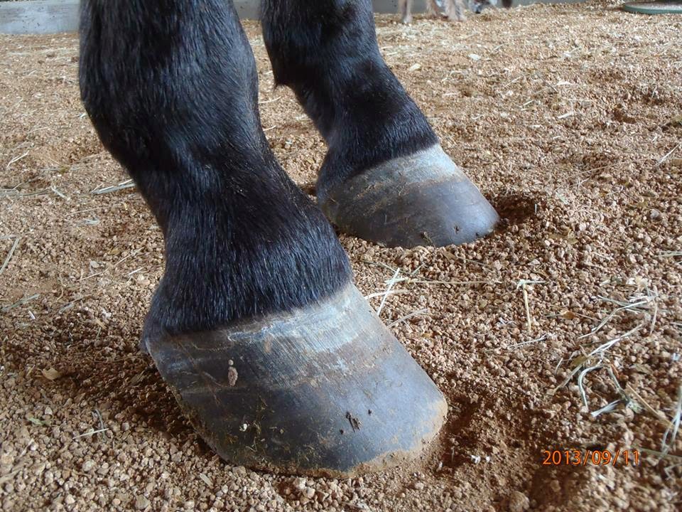 Conscience Ideas on Ringbone