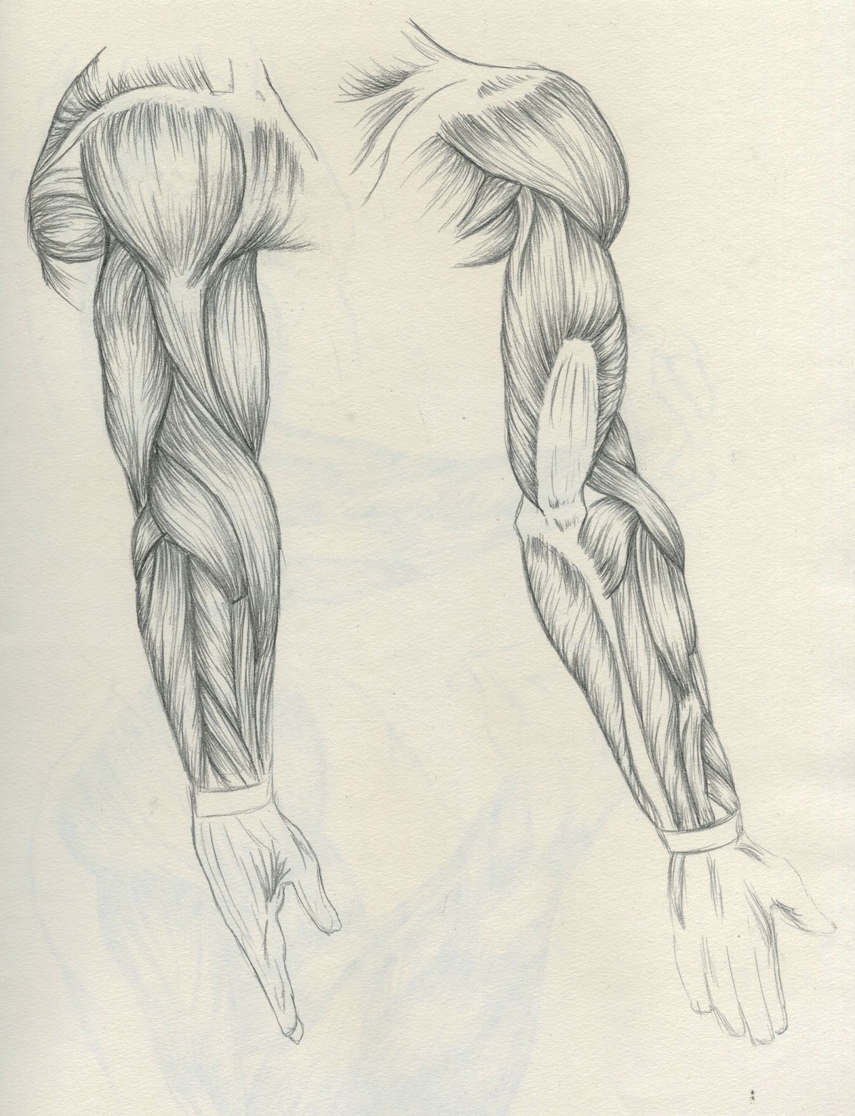 drawings of muscles