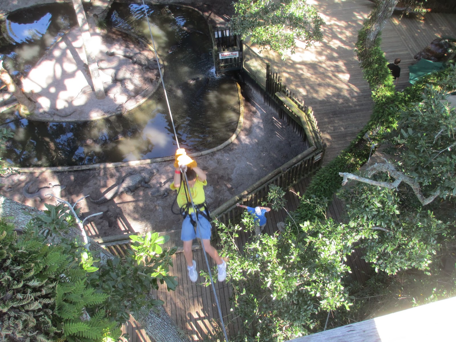 Ziplining Across the USA Friday October 25 Alligator Farm and