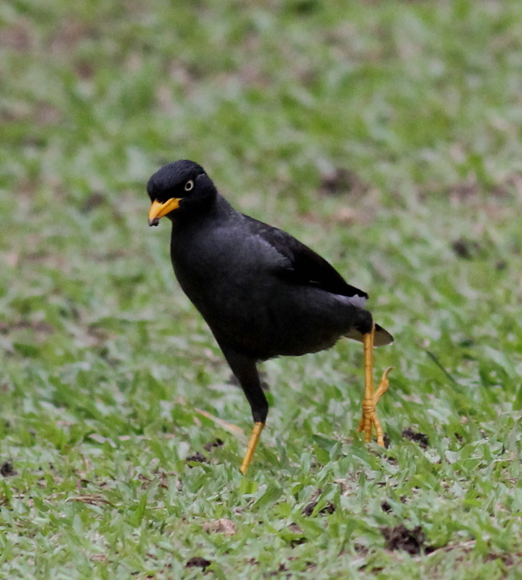 javan myna