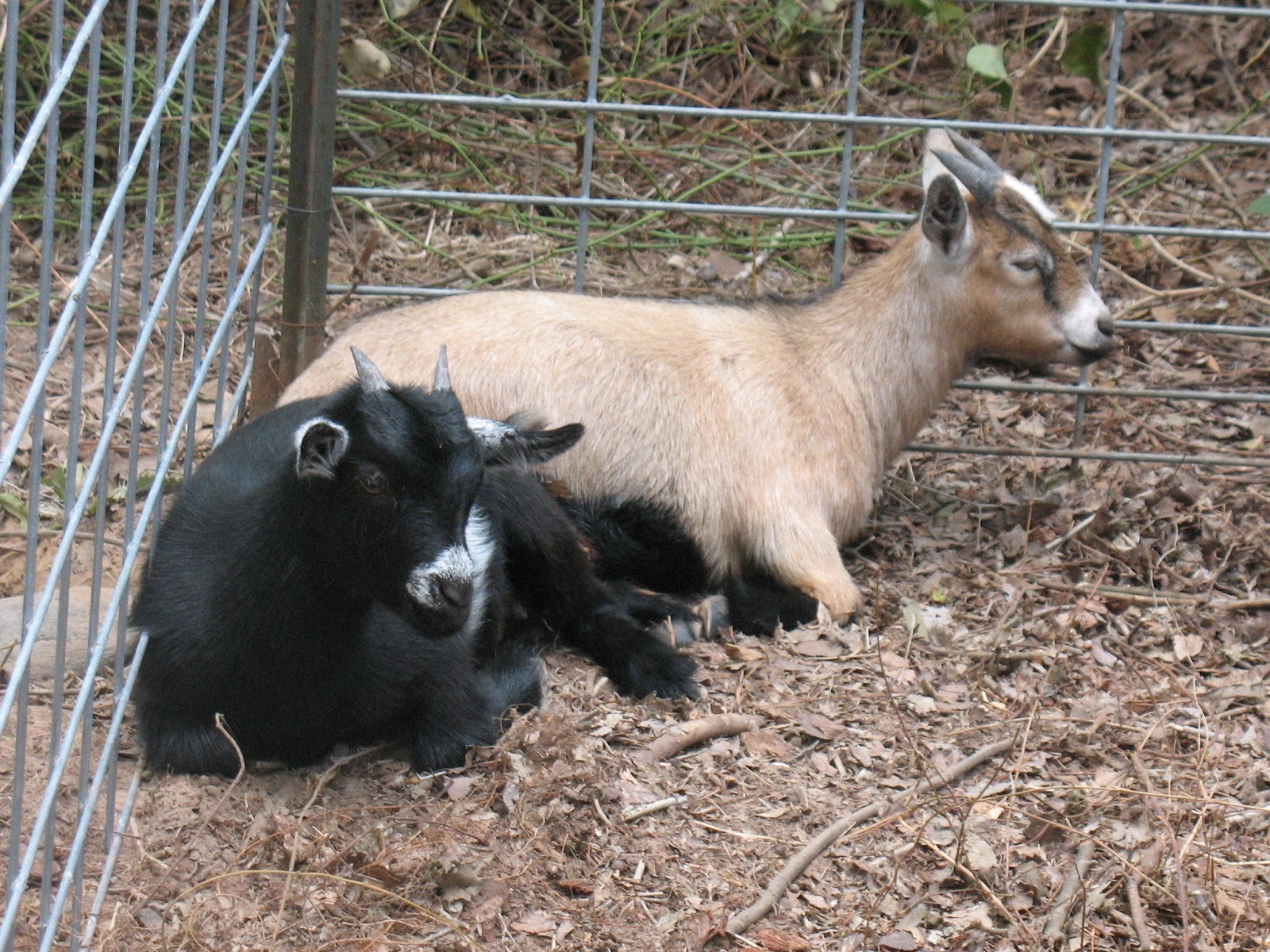 Sensible Survival Use Goats to Clear Your Land