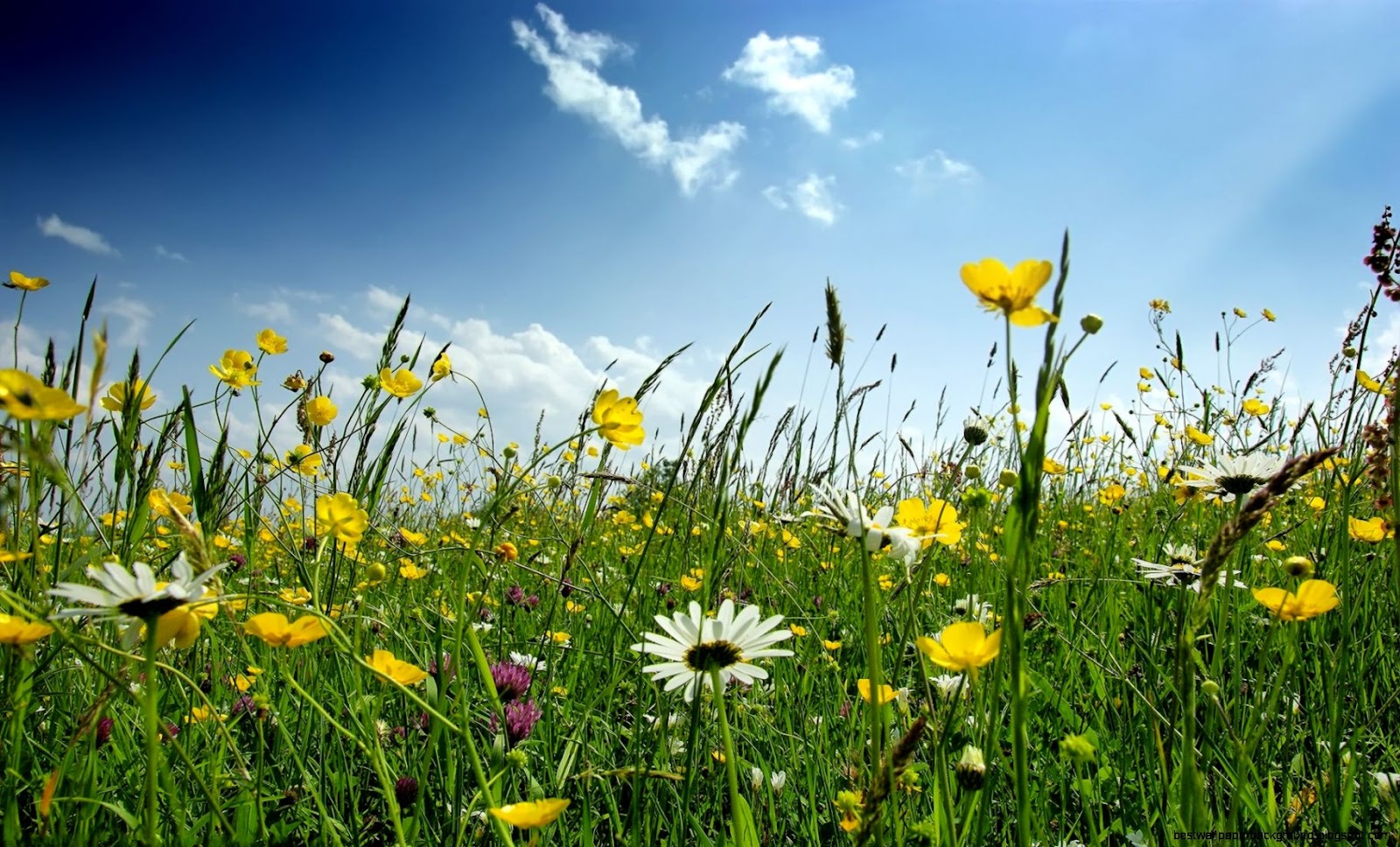 Free Desktop Spring Flowers Free Desktop Spring Flowers