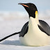 Emperor Penguin - The Largest Penguin on Earth