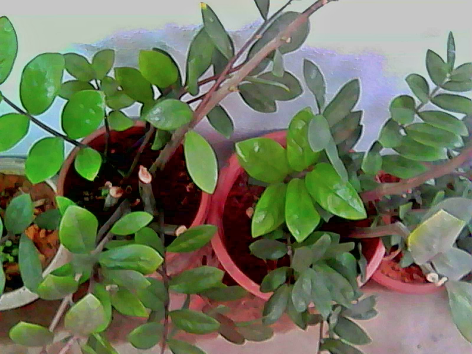 Garden Chronicles Cactus Garden Part 2