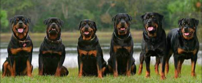 rottweiler obedience classes rottweiler attack www pixshark images galleries with a bite rottweiler obedience classes rottweiler attack www pixshark images galleries with a bite