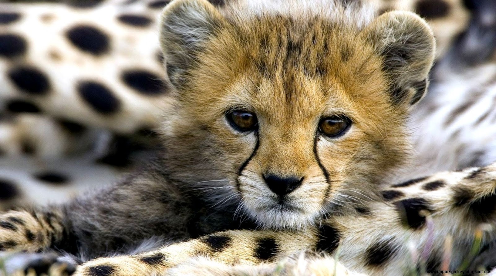 Cute Baby Cheetah Cubs Cute Baby Cheetah Cubs