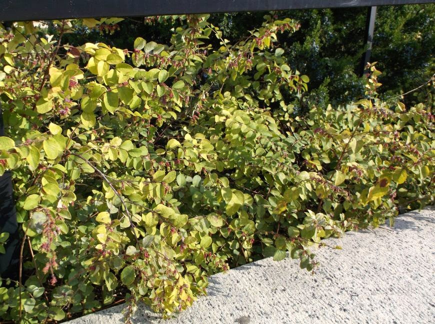 Red Snowberry Stock Photos Red Snowberry Stock Images Alamy