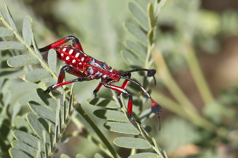 Your Daily Dose of Sabino Canyon Giant Mesquite Bugs