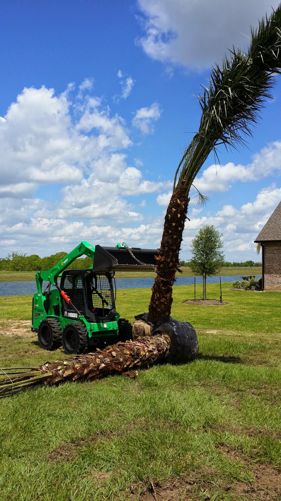 Cold Hardy Palm Trees in Houston Palm Trees Houston Wholesale