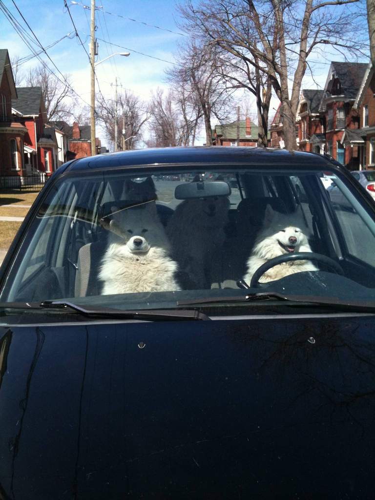 Dog From Dude Where S My Car Dog From Dude Where S My Car