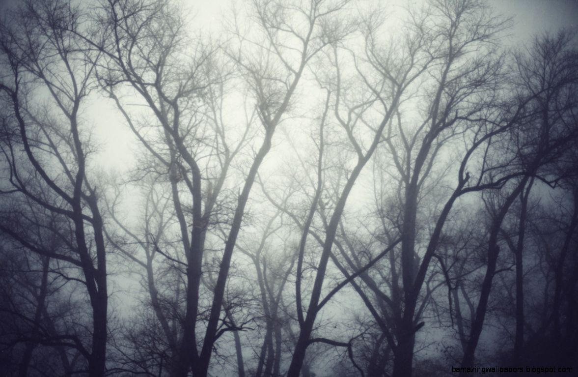 365 229365 Dark forest 365 229365 Dark forest