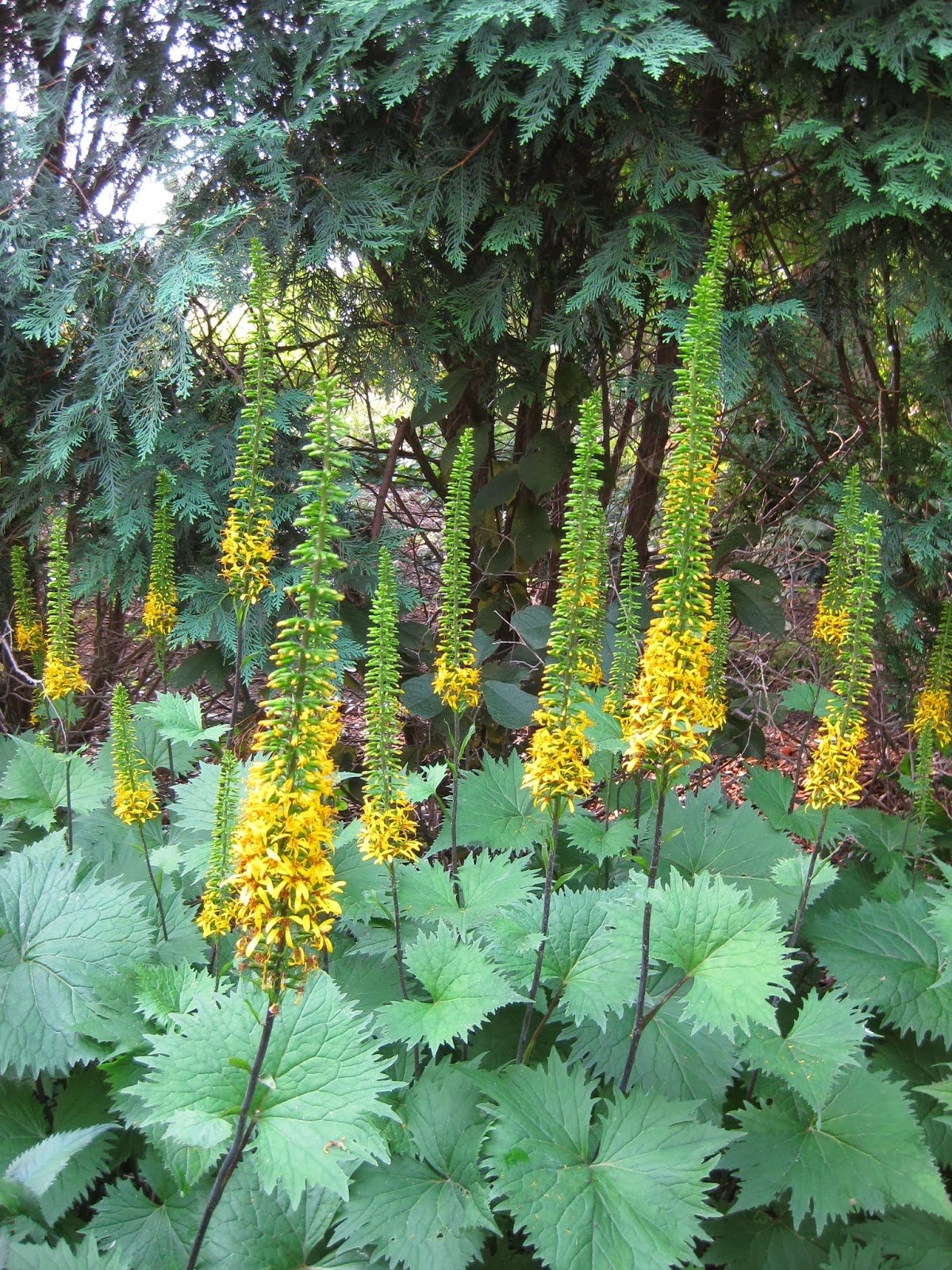 Rotary Botanical Gardens - Hort Blog: Flower Spires Accentuate "The