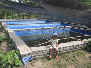 Kampung Benih Lele Kolam Terpal Semi Permanen