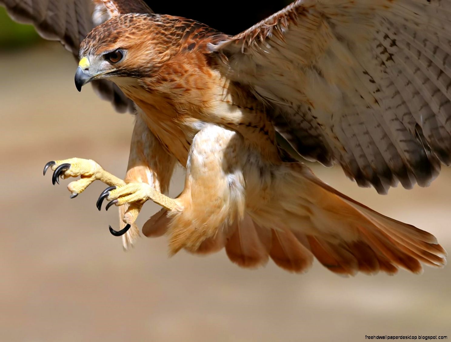 Hawk Animal Hawk Animal