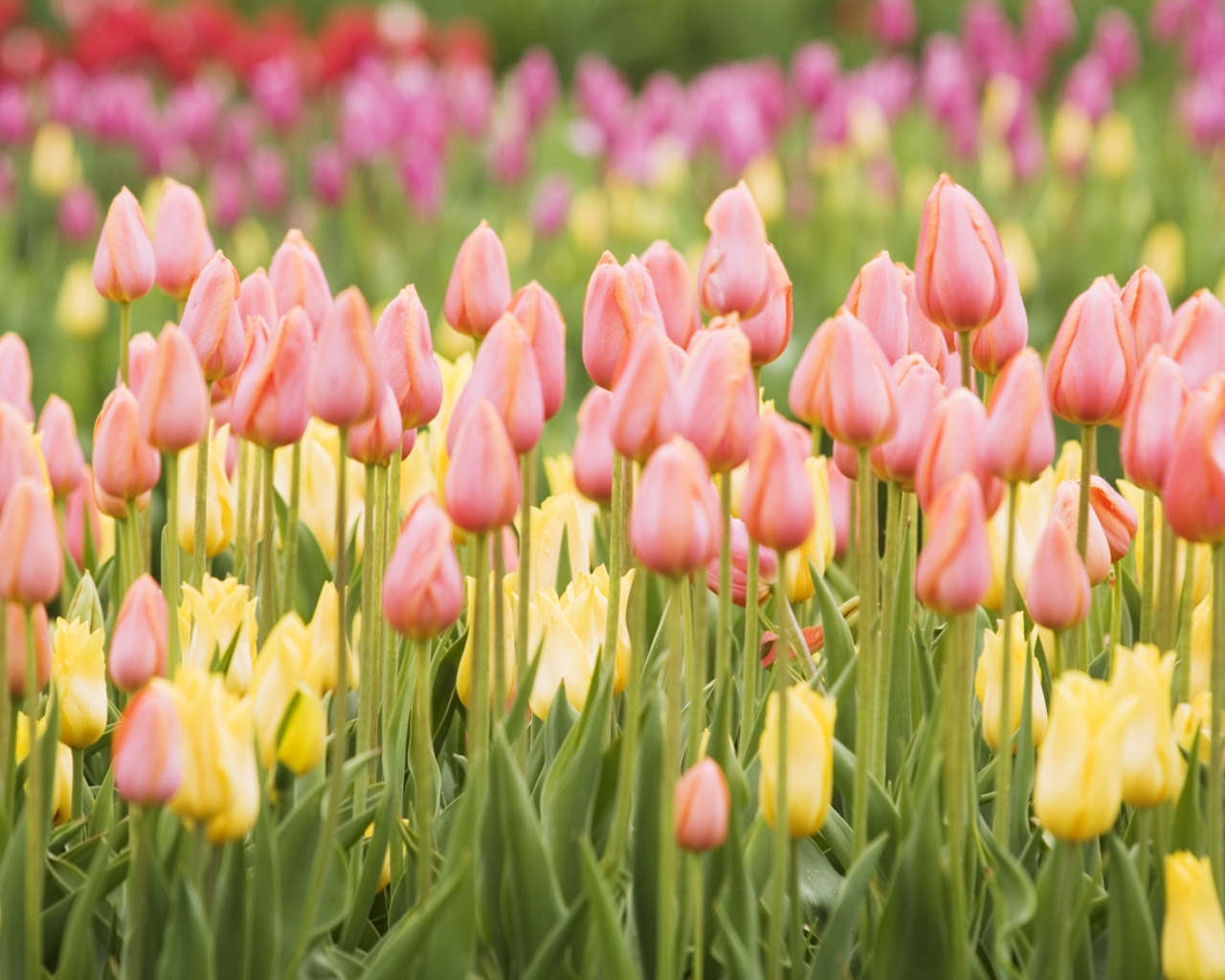 http://3.bp.blogspot.com/-isQqiaoKI3E/UElodUyYrQI/AAAAAAAAB9o/0nFDAVvZvUQ/s1600/tulips_flowers_many_buds_spring_22489_1280x1024.jpg