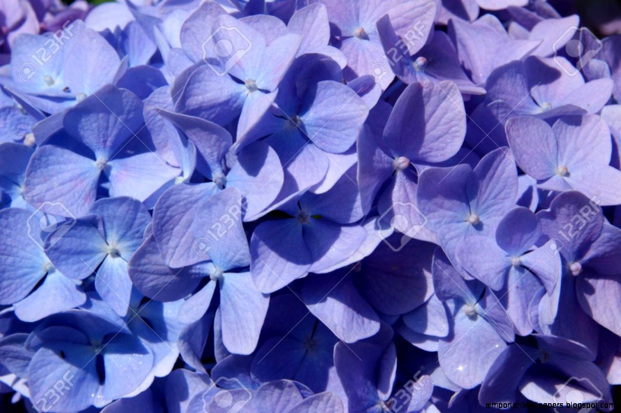 Macro Photo Of Hydrangeas The Color Shades Of Purple And Blue Macro Photo Of Hydrangeas The Color Shades Of Purple And Blue
