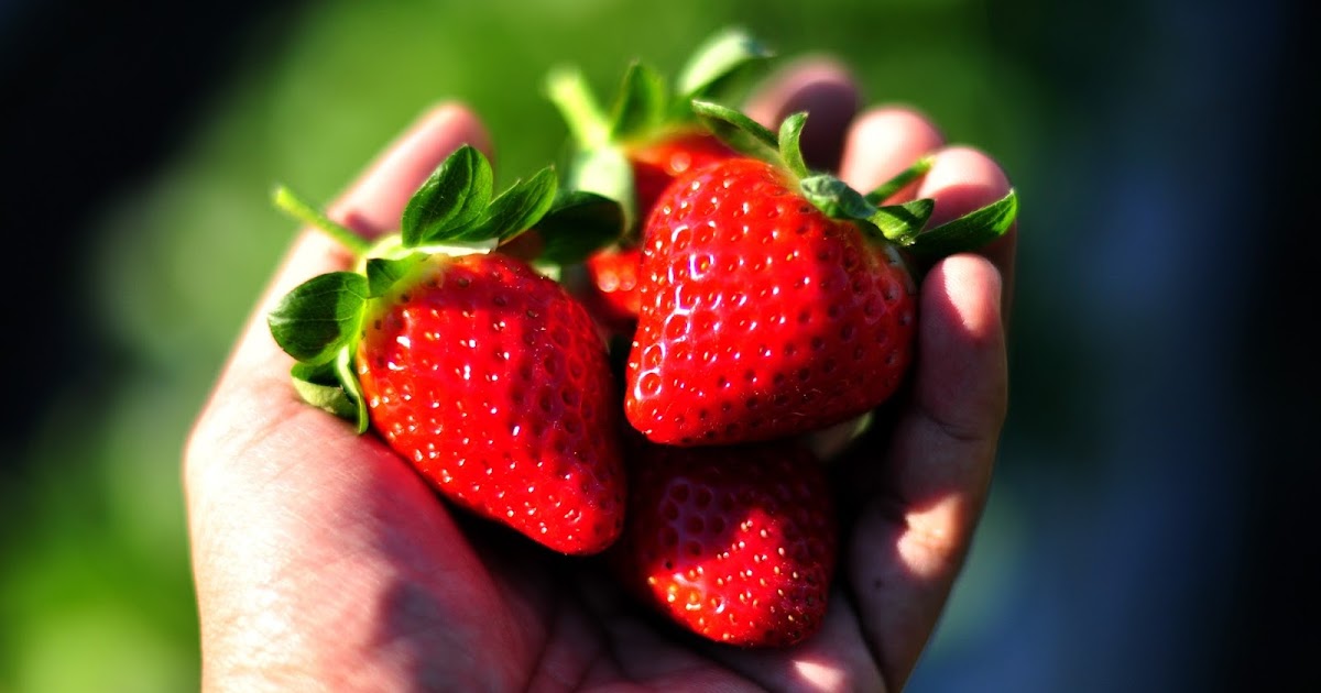 The Beancounter Strawberry Fields, Sunshine Coast