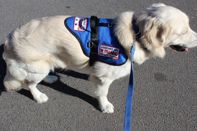 assistance dog australia