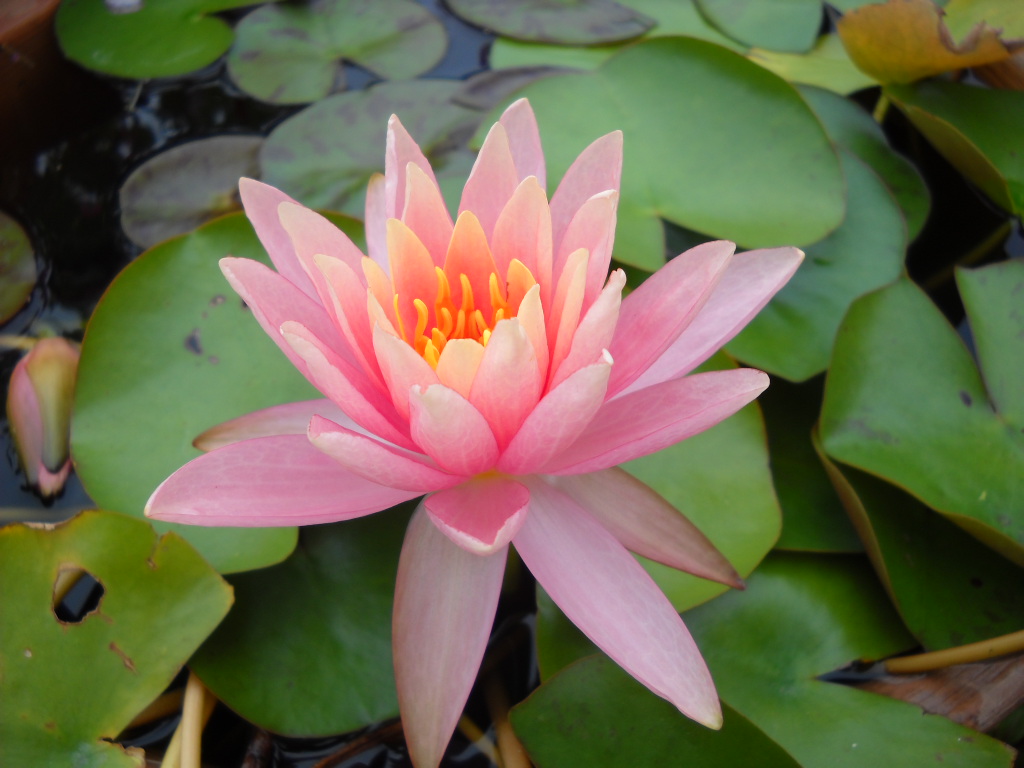 Daily Glimpses Of Japan Water Lily And Lotus Photos And Haiku