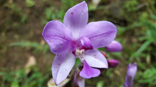 Ground Orchid purple 