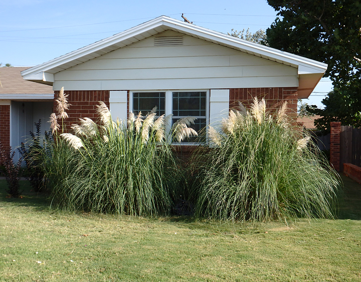 Minor Meanderings Pampas grass shade