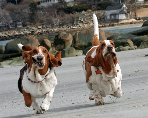 Basset Pug