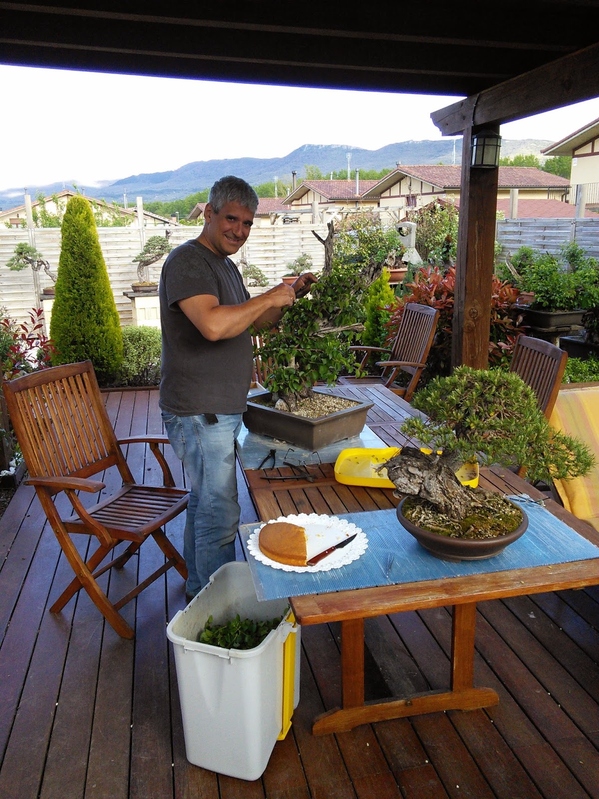 el bonsái según el drink team un poco de todo