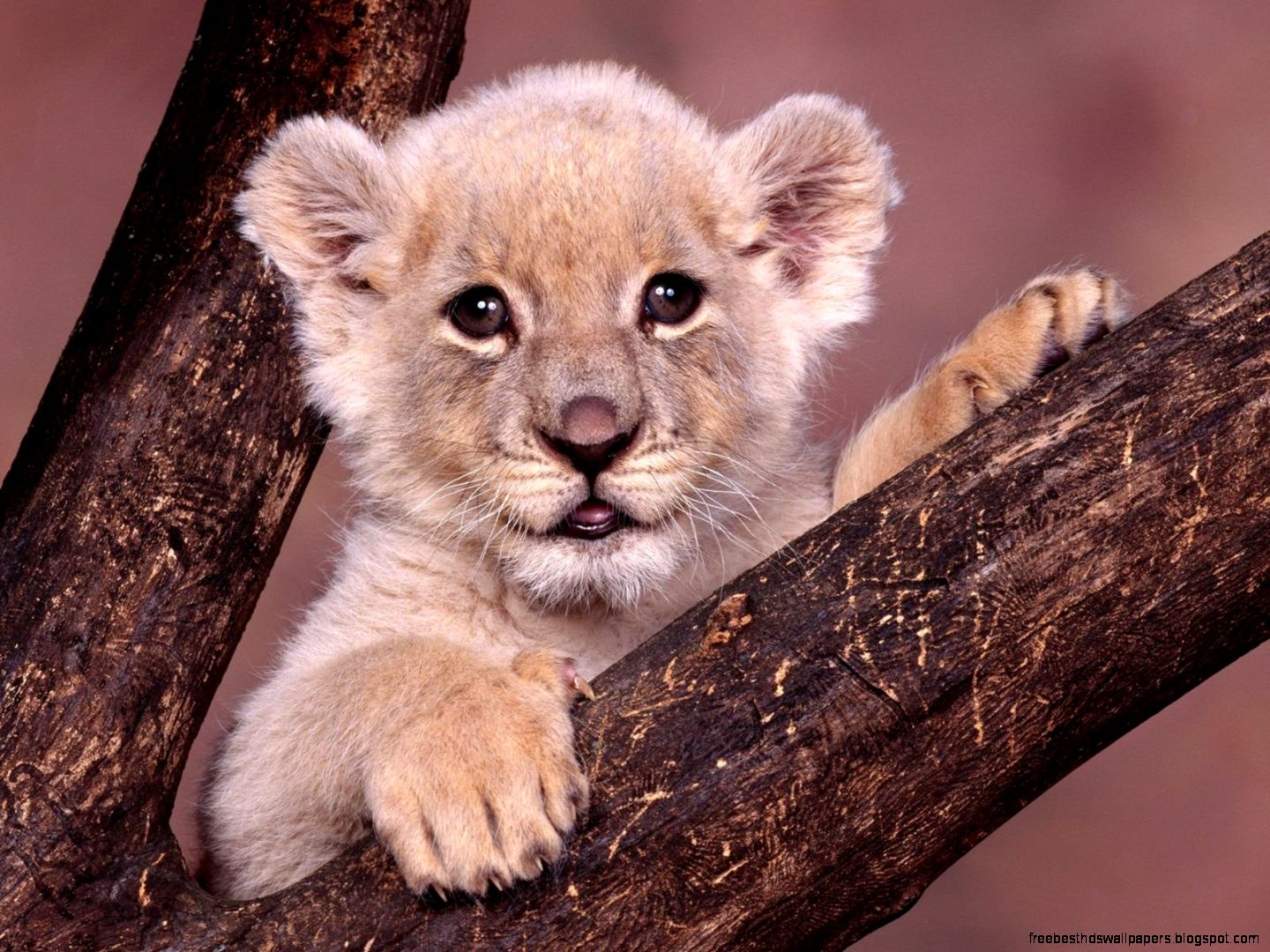 Baby Lion Cubs Baby Lion Cubs