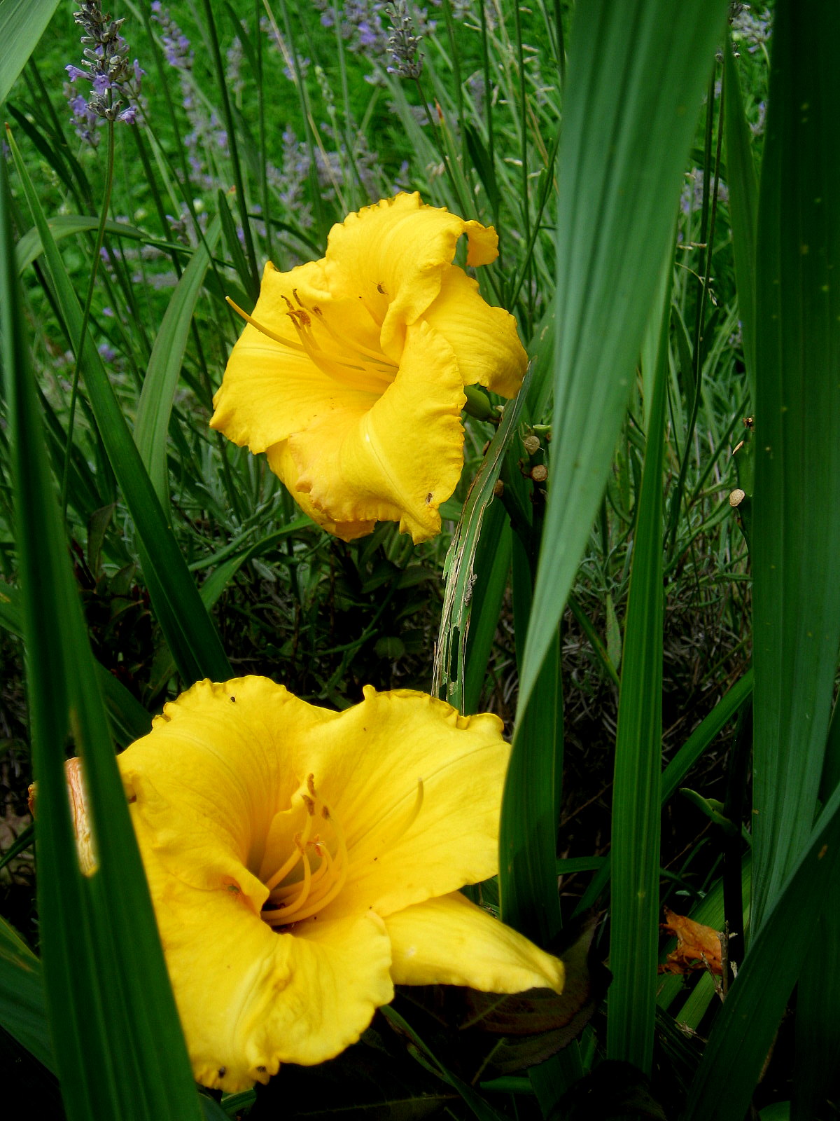Lavender Garden Cottage: Daylilies in my Garden