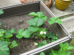 Hot Pepper's Garden - May 2012