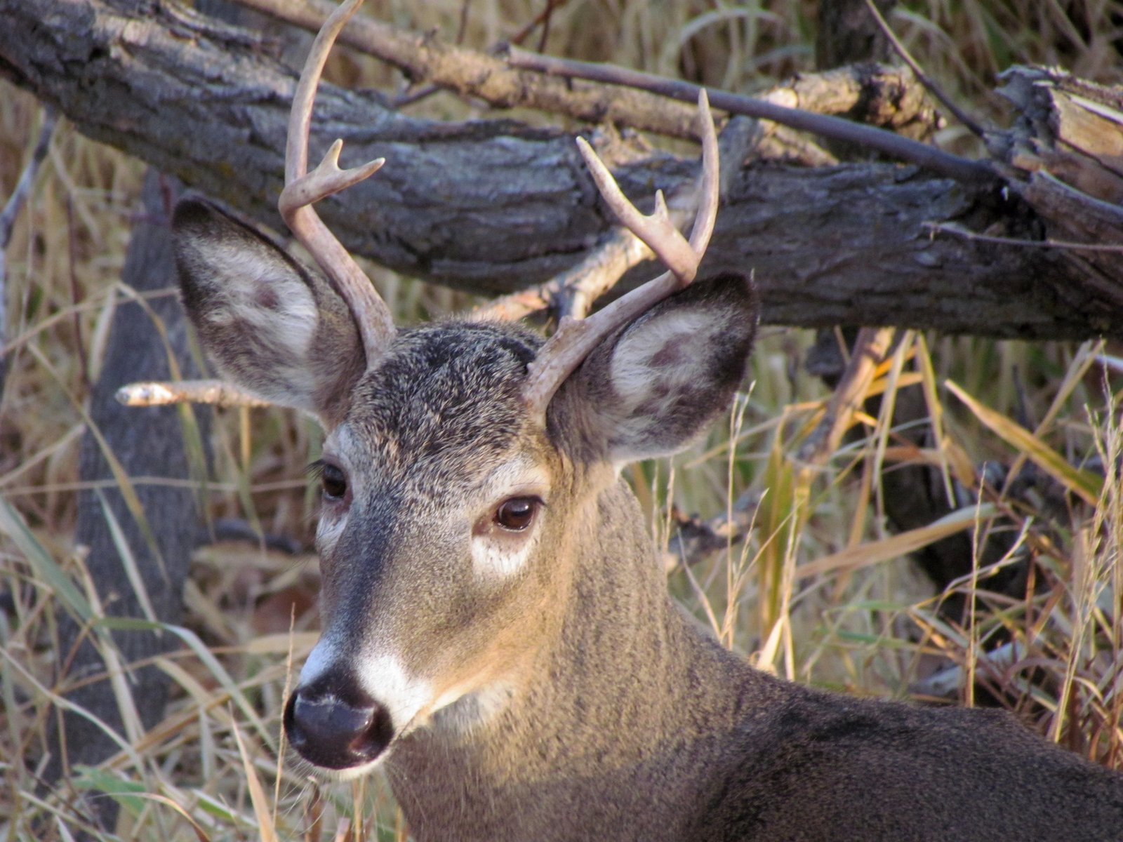 RMSGear Blog Big Nebraska Buck!