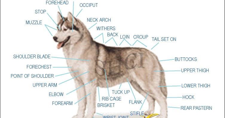 Siberian Husky Club Indonesia Info