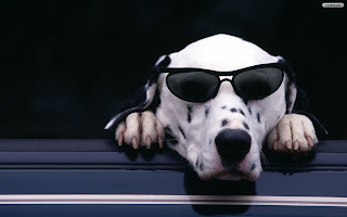 cool dog with glasses photos 