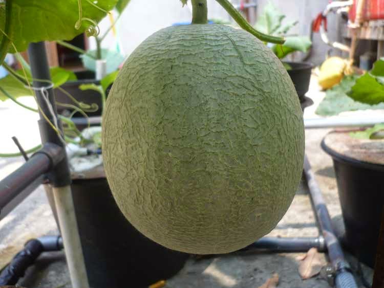 Melon Hidroponik 47HST