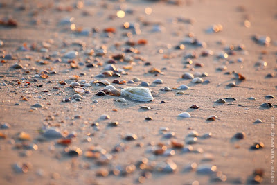 Малый зуек (Charadrius dubius) Little Ringed Plover