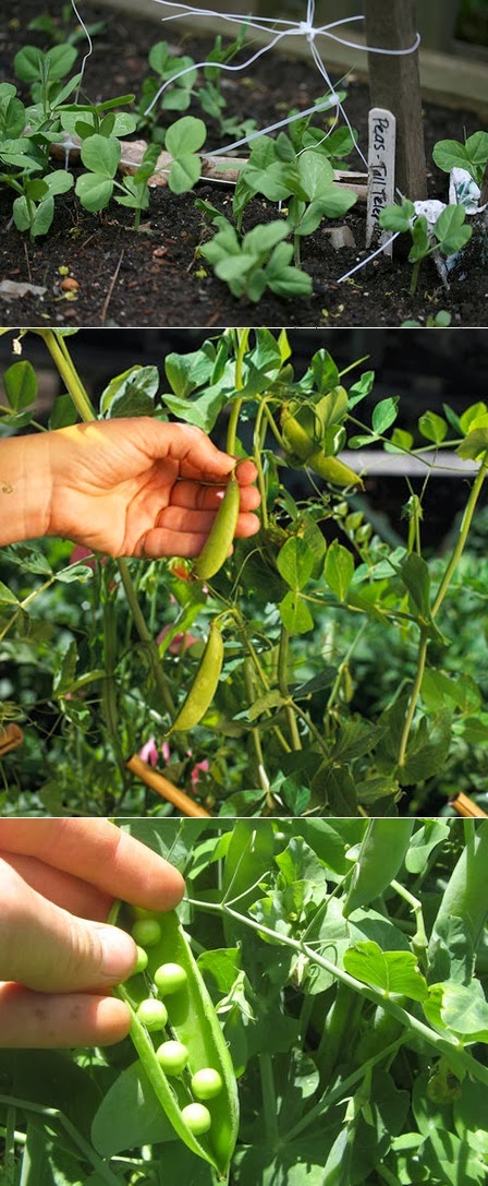 How to plant peas in a garden