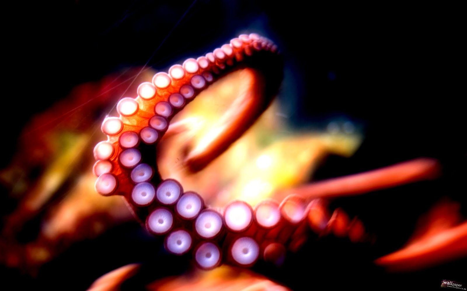 Octopus Tentacles Octopus Tentacles