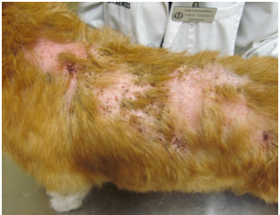 Một chú chó bị viêm da đang được điều trị.