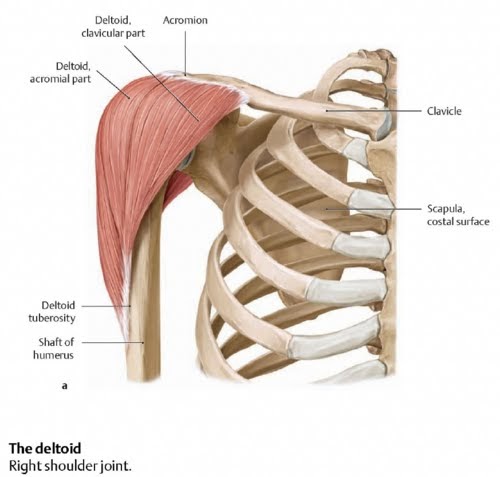 Holly in Las Vegas, Texas (Carswell) and CrossFit: Tendonitis Sucks!