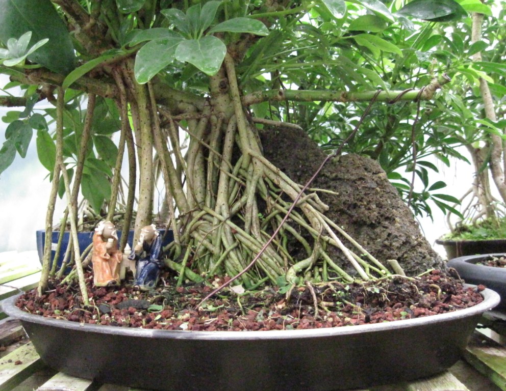 Bonsai Beginnings Hawaiian Schefflera/ Umbrella Tree