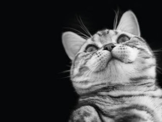 Alex 2012星座運勢(12/24-12/30)