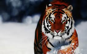 Tiger Pictures
