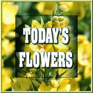 Todays Flower