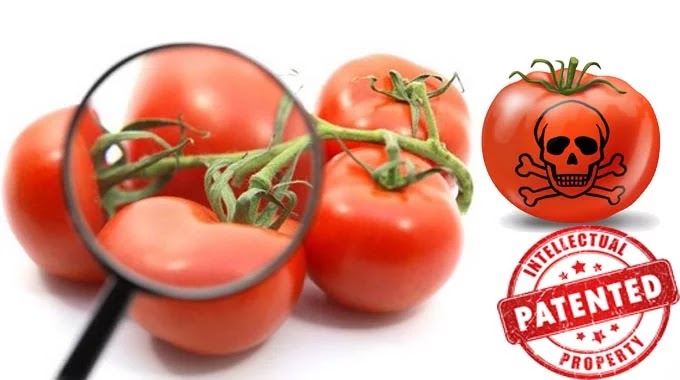 Θάνατος από Ντομάτα GMO!!! Επίσημα επιβεβαιώθηκε ο πρώτος θάνατος ανθρώπου από γενετικά τροποποιημένες ντομάτες Θάνατος από Ντομάτα GMO!!! Επίσημα επιβεβαιώθηκε ο πρώτος θάνατος ανθρώπου από γενετικά τροποποιημένες ντομάτες