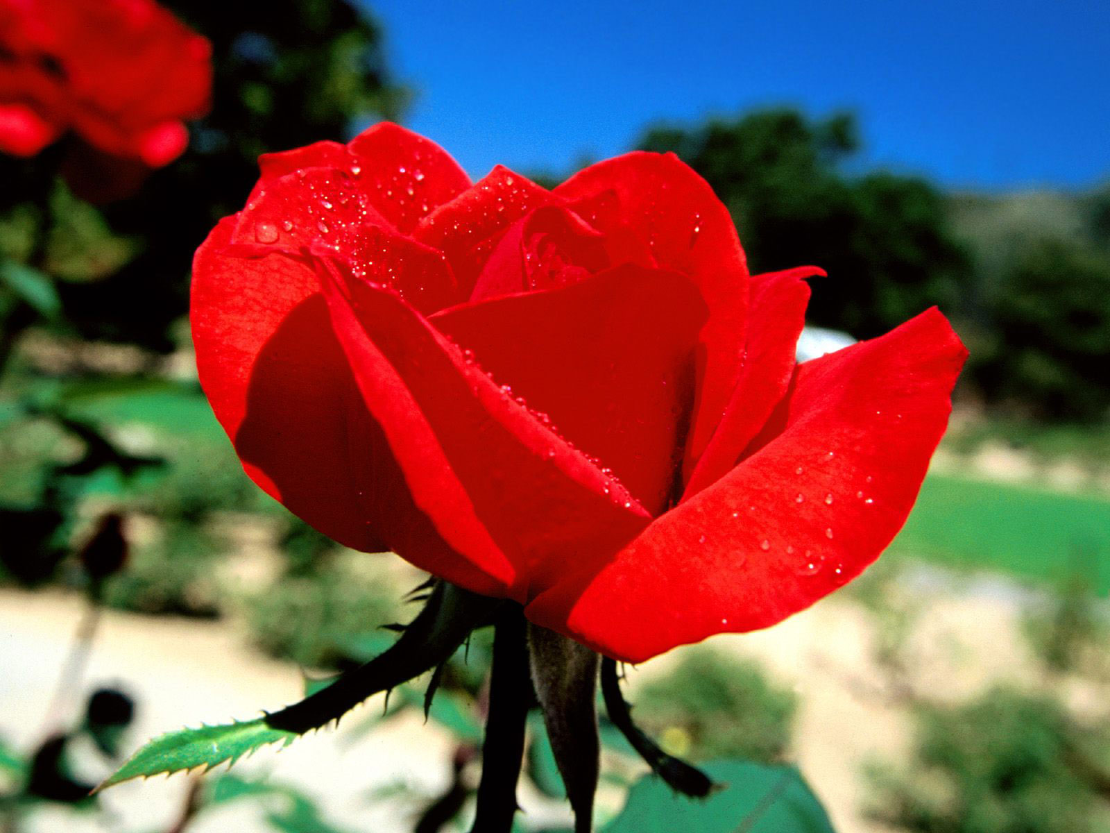 hd wallpaper of red rose Mobile wallpapers
