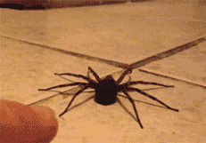 Funny animal gifs - part 105 (10 gifs), spider gets startled when human touched it