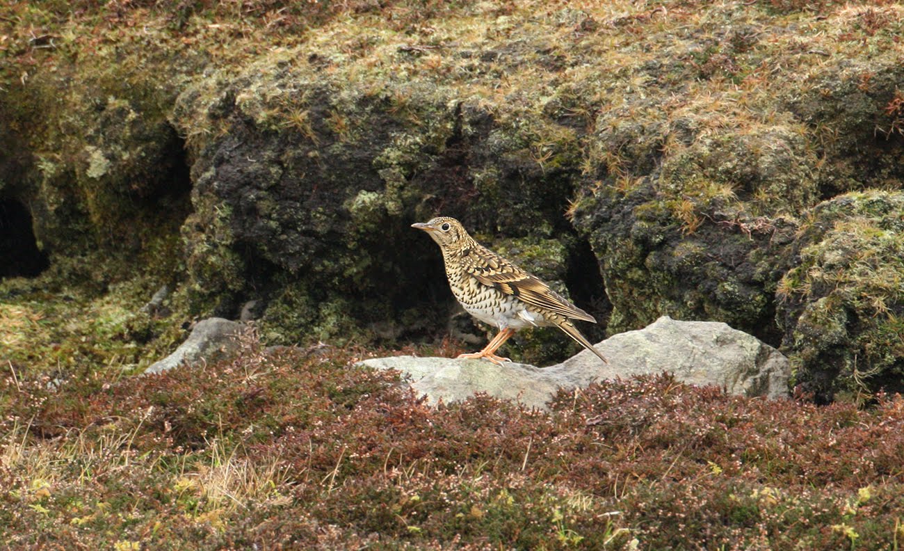 Fair Isle - Autumn 2018