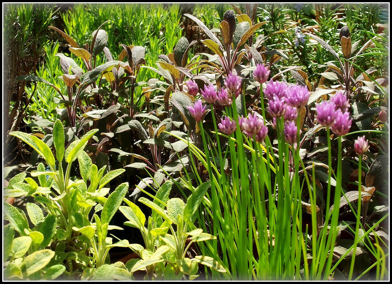Mark's Veg Plot The garden looks better in the sunshine