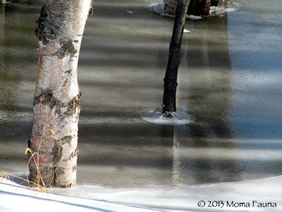 Late Winter scrying surfaces: what do the shadows reveal? 