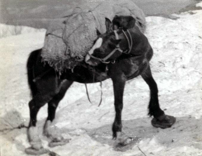 Early Snowshoes for Man and Beast